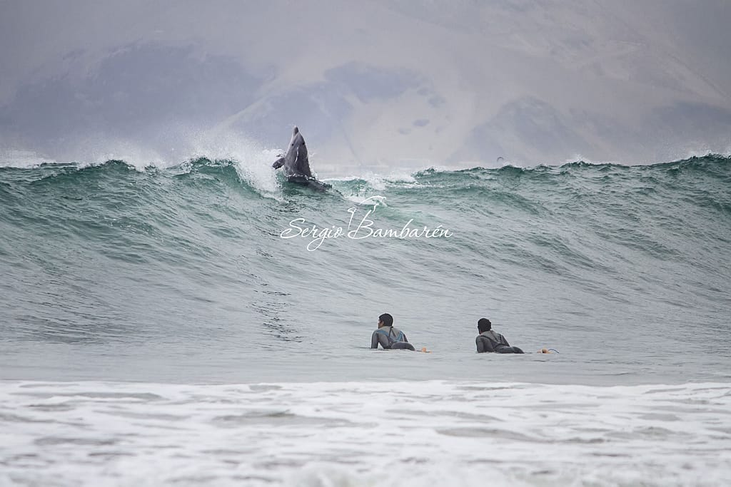 Sergio Bambarén swimming with wild dolphins