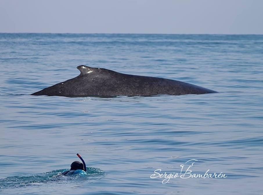 Sergio Bambarén ocean adventures with whales